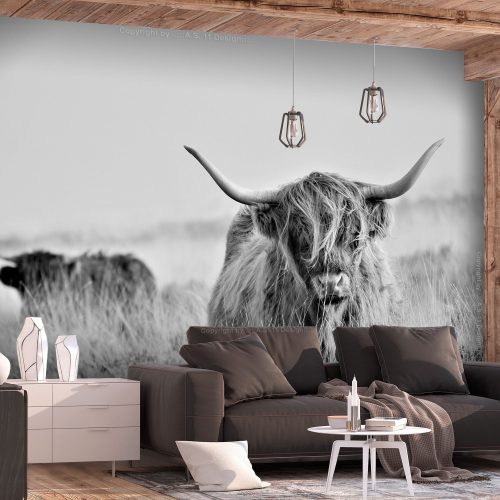 Öntapadó fotótapéta - Highland Cattle 294x210