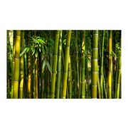 Fotótapéta - Ázsiai bambusz erdő