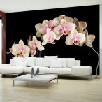 Fotótapéta - Virágzó orchidea