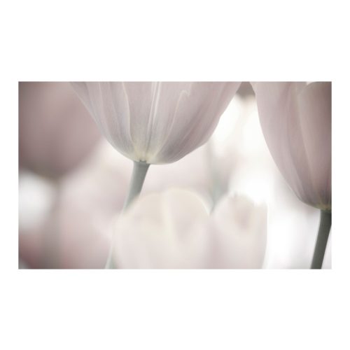 Fotótapéta - Tulips fine art - black and white