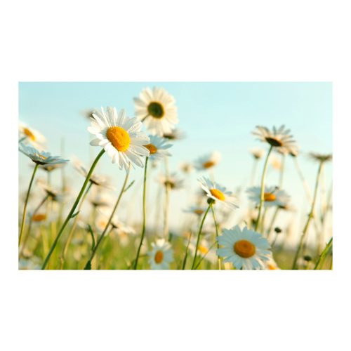 Fotótapéta - Daisies - tavaszi rét