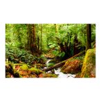 Fotótapéta - Rainforest