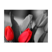 Fotótapéta - Red tulips on black and white background 200x154
