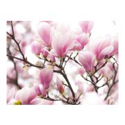Fotótapéta - Magnolia bloosom