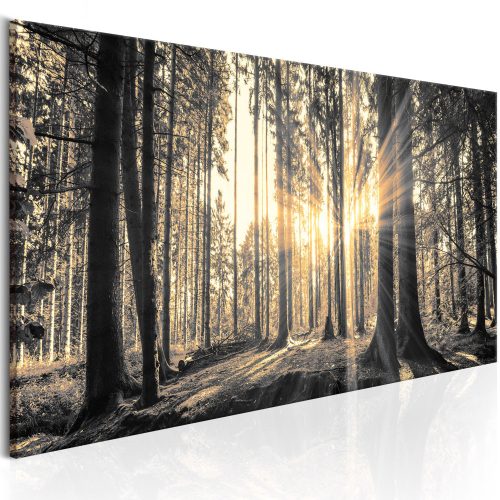 Kép - Forest Sun 150x50