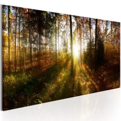 Kép - Beautiful Forest  150x50