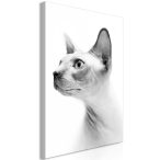Kép - Hairless Cat (1 Part) Vertical 40x60