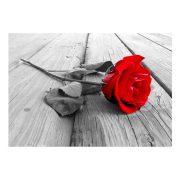 Fotótapéta - Abandoned Rose