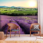 Fotótapéta - Lavender Field 150x105