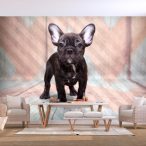 Fotótapéta - French Bulldog 400x280