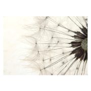 Fotótapéta - White Dandelion