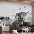 Öntapadó fotótapéta - Highland Cattle 245x175