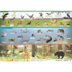   Magyarország vadon élő állatai asztali alátét A3 kétoldalas / Magyarország állatvilága 